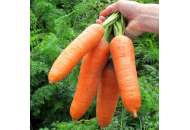 Діамент F1 (VAC 75 F1) - морква, 100 000 насіння каліброваних, Nickerson Zwaan фото, цiна